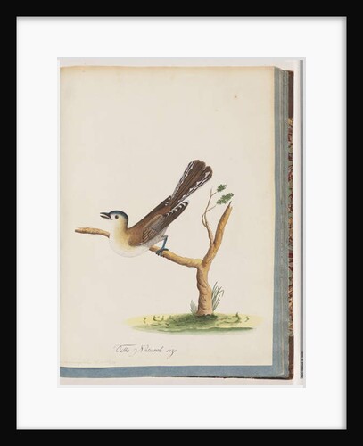Page 60. Unidentified bird. Turdus cyanocephalus. Blue-headed Thrush by Unknown artist