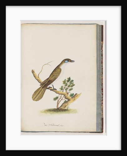 Page 61. Blue-faced Honeyeater. Turdus cyanoris. Blue-cheeked Thrush by Unknown artist