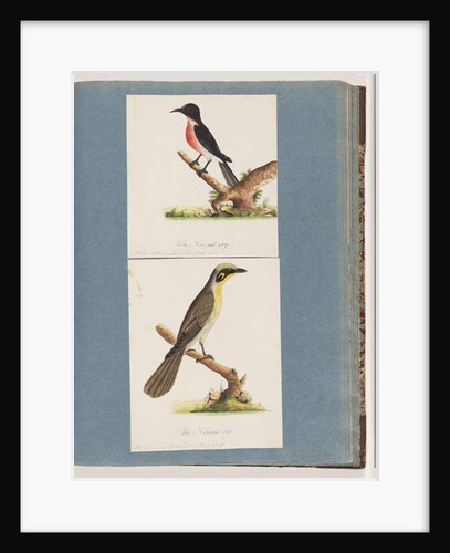 Page 64. Scarlet Robin. Musca crythrogastra. 65. Yellow-tufted Honeyeater. Muscicapa novae Hollandiae by Unknown artist