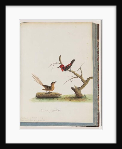 Page 66. 1. Scarlet Honeyeater. Certhia/Honeyeater/orientale. 2. Unidentified bird. Muscicapa malachura by Unknown artist