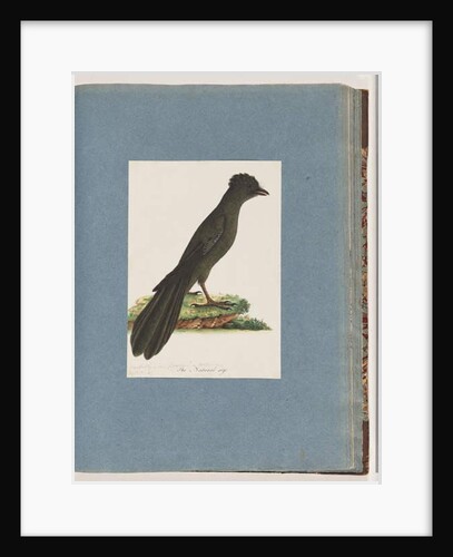 Page 67. Unidentified bird. Possibly a new Lanius or Muscicapa by Unknown artist