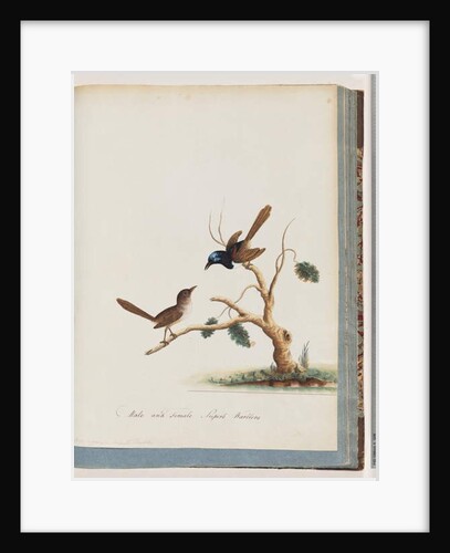 Page 68. Red-winged Fairy, wren, male and female. Male and female Superb Warblers by Unknown artist