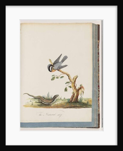 Page 69. Unidentified bird with a lizard. Sylvia rufirostris by Unknown artist