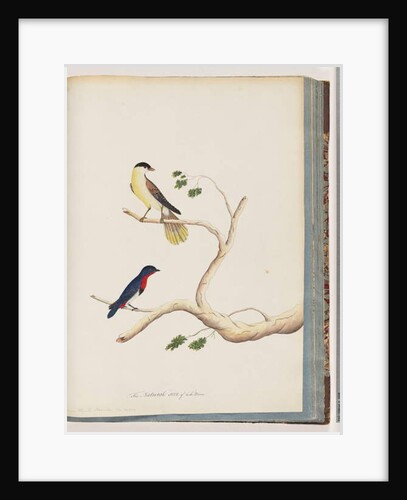 Page 70. 1. Unidentified bird. Bonnet Warbler 2. Unidentified bird. Crimson-throated Manakin by Unknown artist