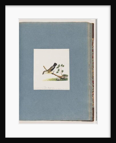 Page 71. Unidentified bird. Pipra new Allied to Cinereous M. by Unknown artist