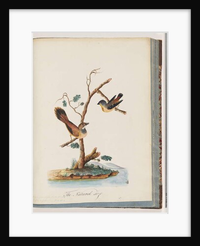 Page 72. 1. Spotted Pardalote. Pipra punctata 2. Unidentified bird. Muscicapa rufifrom by Unknown artist