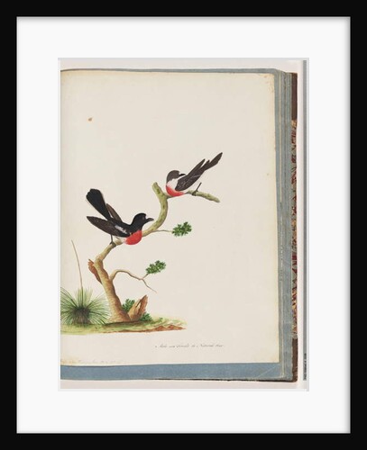 Page 73. Scarlet Robins. Muscicapa Crythrogastra by Unknown artist