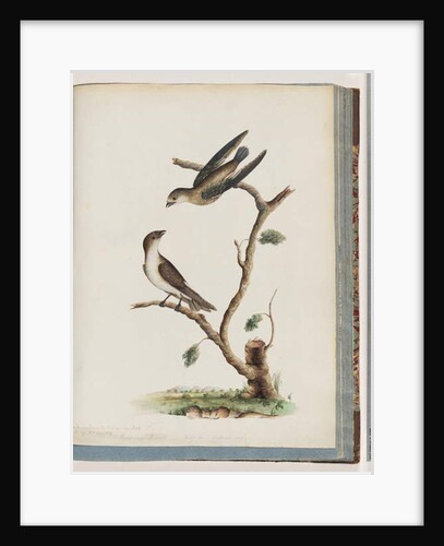 Page 74. Unidentified birds. Hirundo caudacuta by Unknown artist