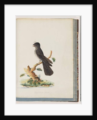 Page 75. Unidentified bird. N. Holland Goatsucker by Unknown artist