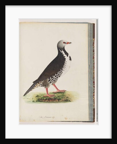 Page 76. Unidentified bird by Unknown artist