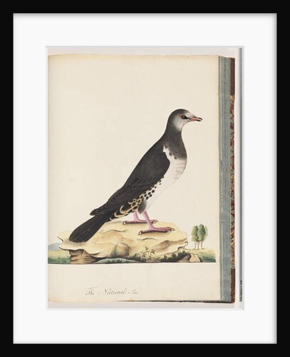 Page 77. Unidentified bird by Unknown artist