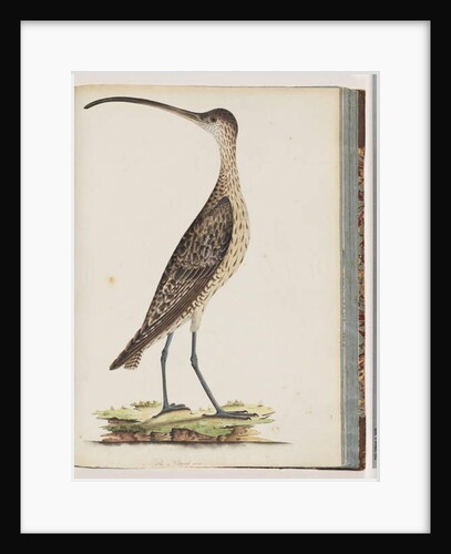 Page 78. Eastern Curlew by Unknown artist