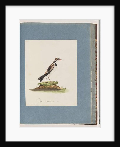 Page 79. Black-fronted Dotterel. Charadrius Hiaticula by Unknown artist