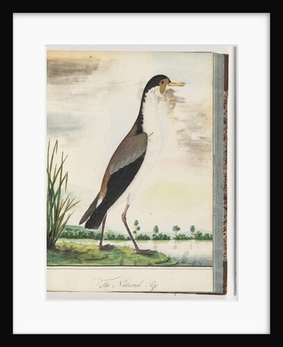 Page 80. Masked Lapwing or Spur, winged Plover by Unknown artist
