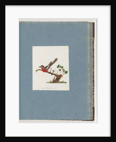 Page 81. Scarlet Robin by Unknown artist