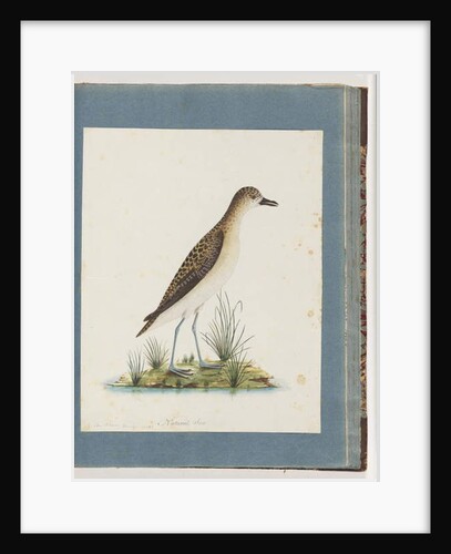 Page 82. Golden Plover by Unknown artist