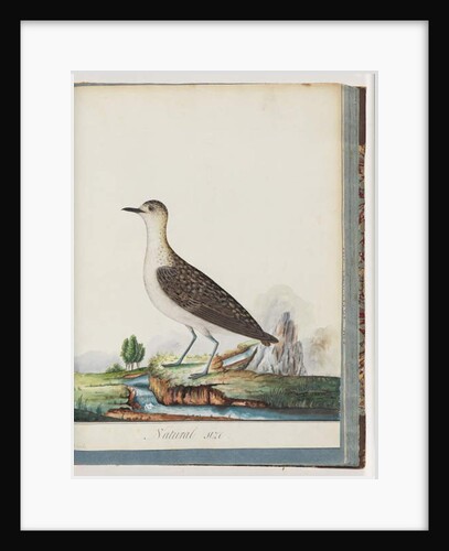Page 83. Female Golden Plover by Unknown artist