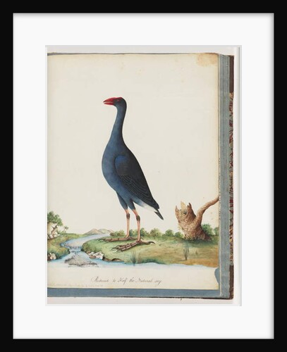 Page 84. Purple Swamphen. Purple Gallinule by Unknown artist