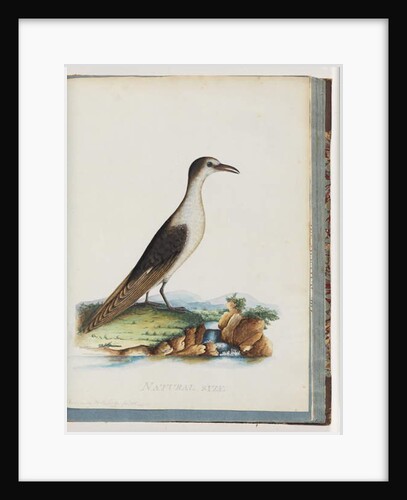Page 85. Sooty Tern. Sterna novae Hollandae. New Holland Tern by Unknown artist