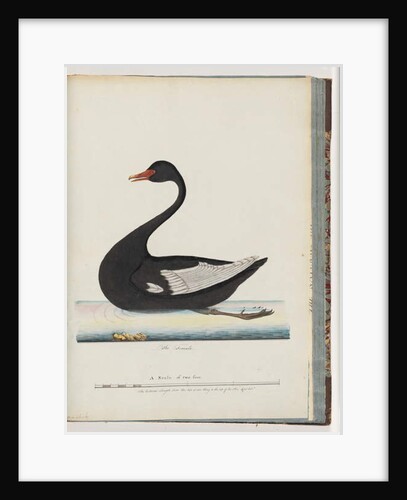 Page 86. Black Swan. The Female anas atrata by Unknown artist