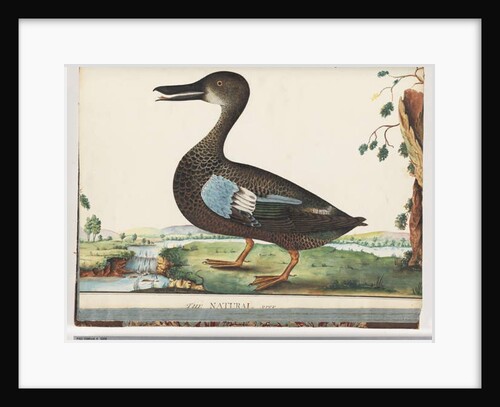 Page 87. Duck by Unknown artist