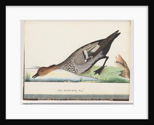 Page 88. Duck by Unknown artist