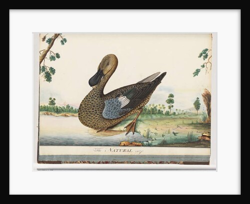 Page 89. Duck by Unknown artist