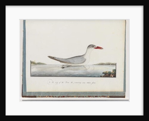 Page 90. Caspian Tern by Unknown artist
