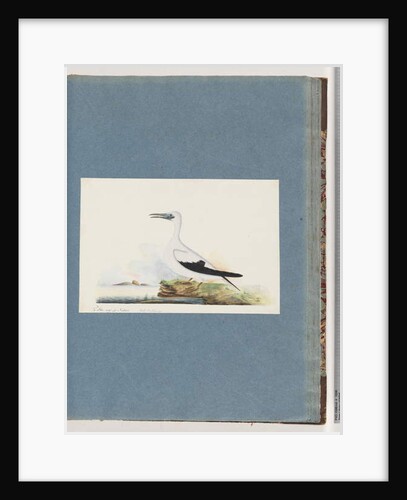 Page 91. Unidentified bird. Pel. borssanus by Unknown artist