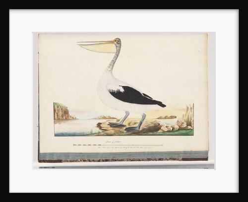 Page 92. Australian Pelican by Unknown artist