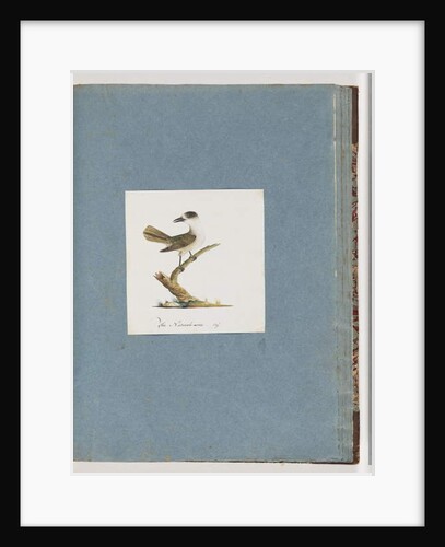 Page 93. Unidentified bird by Unknown artist