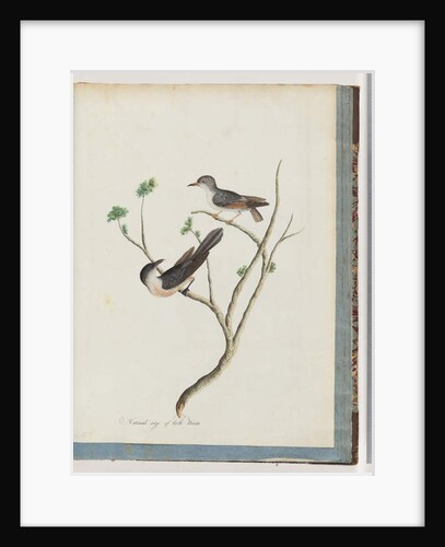 Page 94. Unidentified birds by Unknown artist