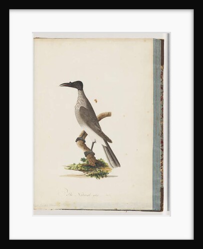 Page 95. Noisy Friarbird. Knob fronted Honeyeater by Unknown artist