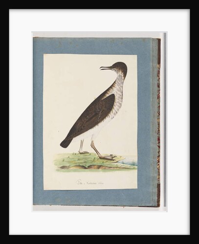 Page 96. Unidentified Bird by Unknown artist