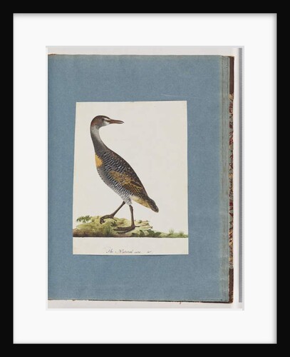 Page 99. Buff-banded Rail by Unknown artist