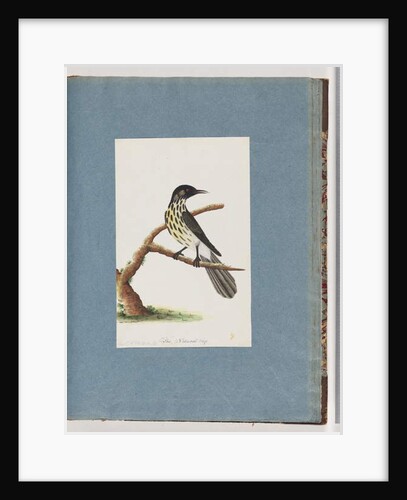 Page 100. New Holland Honeyeater. Certhia Novae Hollandiae by Unknown artist