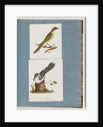 Page 101. Yellow-tufted Honeyeater. 102. Unidentified Bird by Unknown artist