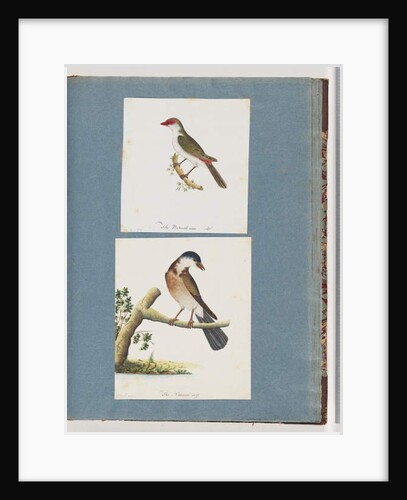 Page 105. Red-browed Finch. 106. Unidentified Bird by Unknown artist