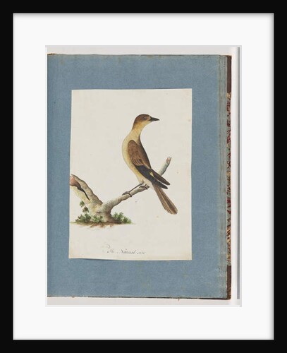 Page 109. Unidentified Bird by Unknown artist