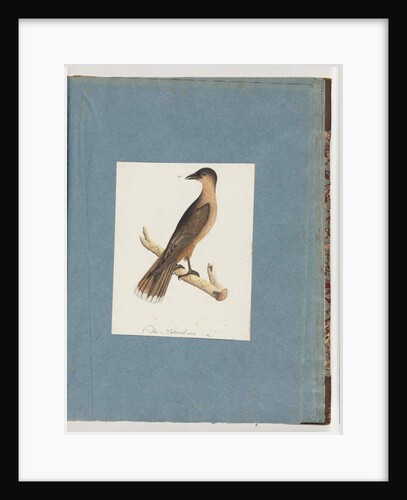 Page 110. Unidentified Bird by Unknown artist