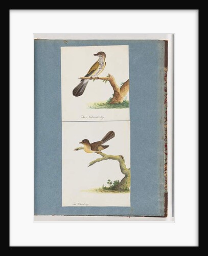Page 111. Unidentified Bird. 112. Unidentified Bird. by Unknown artist