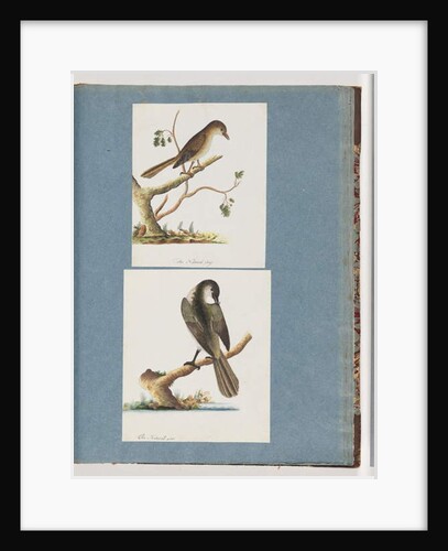 Page 113. Unidentified Bird. 114. Unidentified Bird by Unknown artist