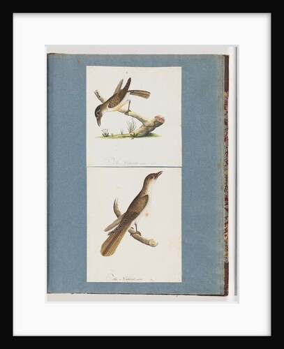 Page 117. Unidentified Bird. 118. Unidentified Bird by Unknown artist