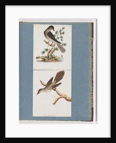 Page 119. Unidentified Bird. 120. Unidentified Bird by Unknown artist