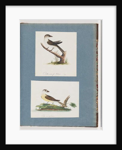 Page 121. Unidentified Bird. 122. Unidentified Bird by Unknown artist