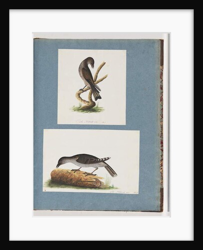 Page 123. Unidentified Bird. 124. Unidentified Bird by Unknown artist