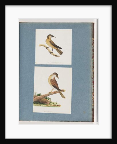 Page 125. Unidentified Bird. 126. Unidentified Bird by Unknown artist