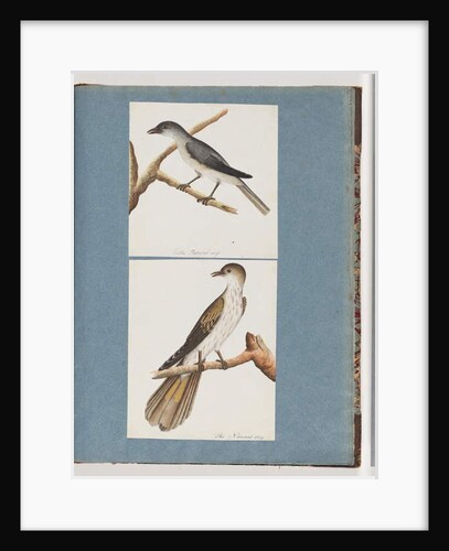 Page 127. Unidentified Bird. 128. Unidentified Bird by Unknown artist