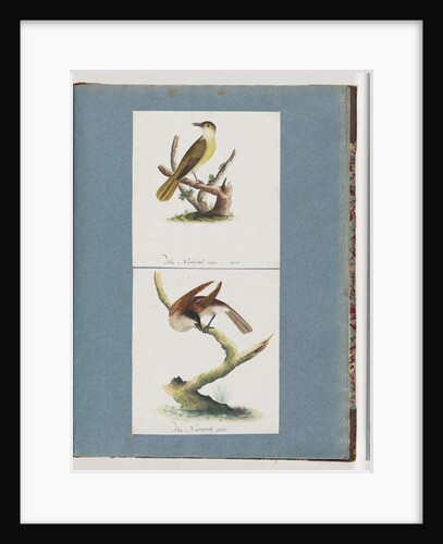 Page 129. Unidentified Bird. 130. Unidentified Bird by Unknown artist