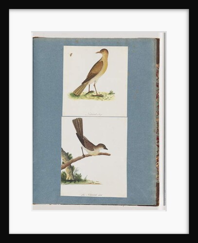 Page 131. Unidentified Bird. 132. Unidentified Bird by Unknown artist
